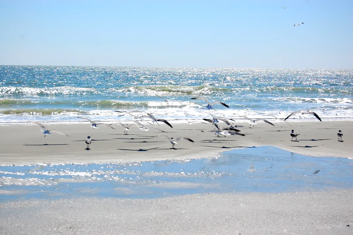 A tranquil scene with seagulls gliding above waves crashing on the sandy Myrtle Beach shoreline. The wet sand reflects the soft light, and the horizon stretches wide, giving a sense of openness and connection to nature.